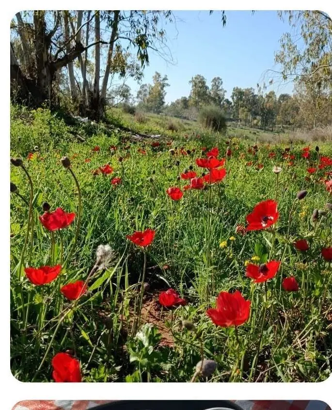נופי הדרום בפריחה